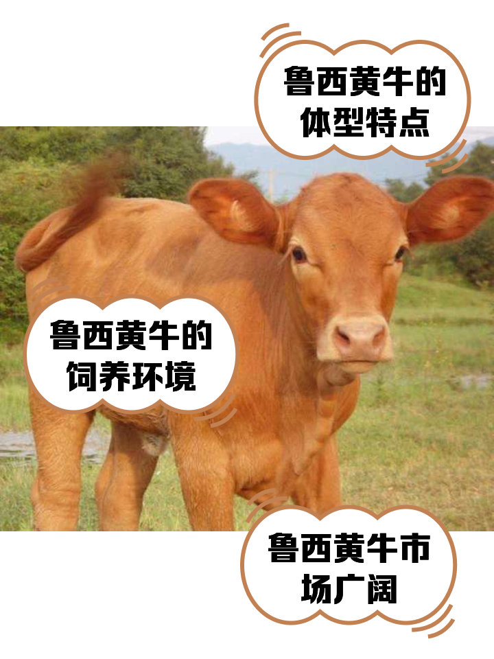 广东最新医保取现黄牛方法分析(最方便真实的广东医保取现黄牛怎么取方法)